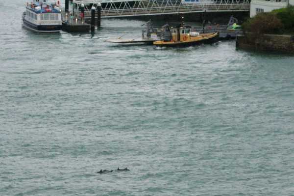 26 January 2020 - 09-08-26
You can see here how close the dolphins got to the Lower Ferry on the Kingswear side.